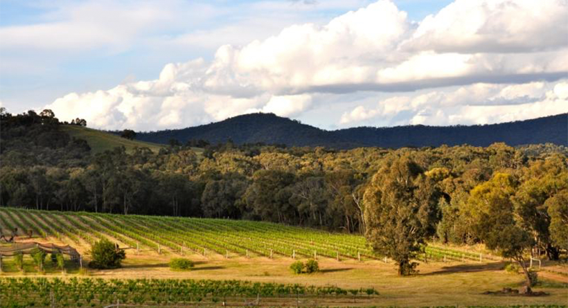 Grape Farm Vineyard